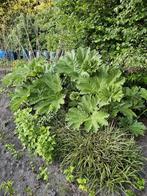 Gunnera Manicata, Tuin en Terras, Planten | Tuinplanten, Ophalen, Zomer, Overige soorten, Volle zon