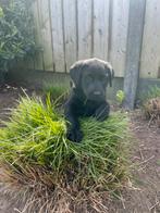Zwarte Labrador pups - vanaf zaterdag 27-04, Dieren en Toebehoren, Particulier, Rabiës (hondsdolheid), Meerdere, 8 tot 15 weken