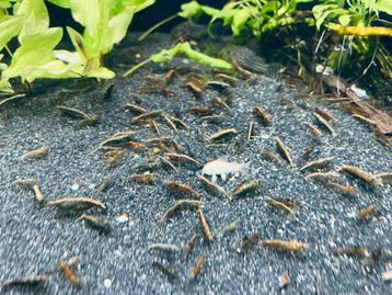 Wildkleur (Bruine) Neocaridina Garnalen beschikbaar voor biedingen