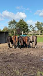 ** nog enkele opfokplekken voor hengsten **, Dieren en Toebehoren, Stalling en Weidegang, Opfok