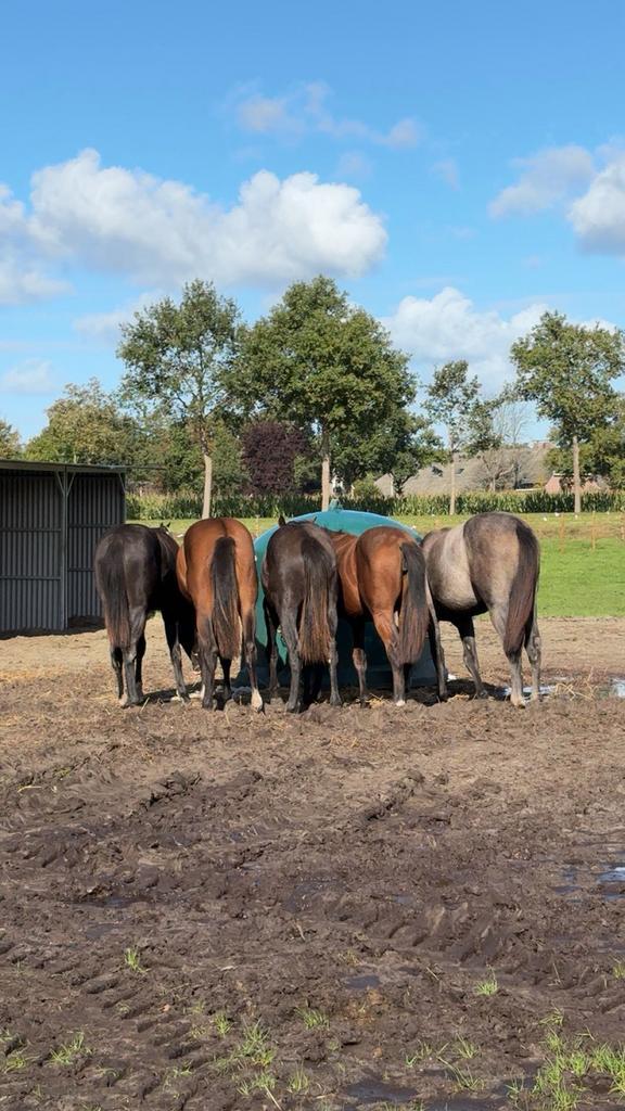 ** nog enkele opfokplekken voor hengsten **, Dieren en Toebehoren, Stalling en Weidegang, Opfok