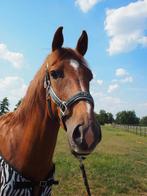 Anky Halster Mesh Chic Deep Green Pony, Ophalen of Verzenden, Nieuw, Overige soorten