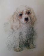 Prent Cocker Spaniel Puppy ( met lijst ), 1960 tot 1980, Ophalen of Verzenden, Zo goed als nieuw, Dier