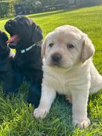 Labrador pups, Dieren en Toebehoren, Honden | Retrievers, Spaniëls en Waterhonden, 8 tot 15 weken, Labrador retriever, Meerdere