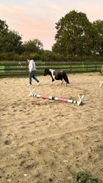 Romeo, leuke 3-jarige shetlander, Dieren en Toebehoren, Minder dan 160 cm, Ruin, 3 tot 6 jaar, Ontwormd