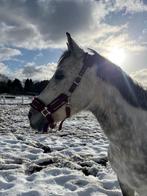 Gezocht: ervaren verzorgster /  ruiter, Ophalen, Zo goed als nieuw