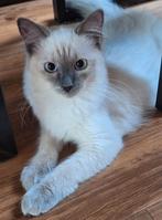 Ragdoll kitten met Stamboom van geteste ouders., Poes, Gechipt