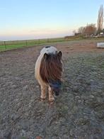 Shetlander en shetlander kruising hengstveulen te koop, Dieren en Toebehoren, Niet van toepassing, 0 tot 2 jaar, A pony (tot 1.17m)