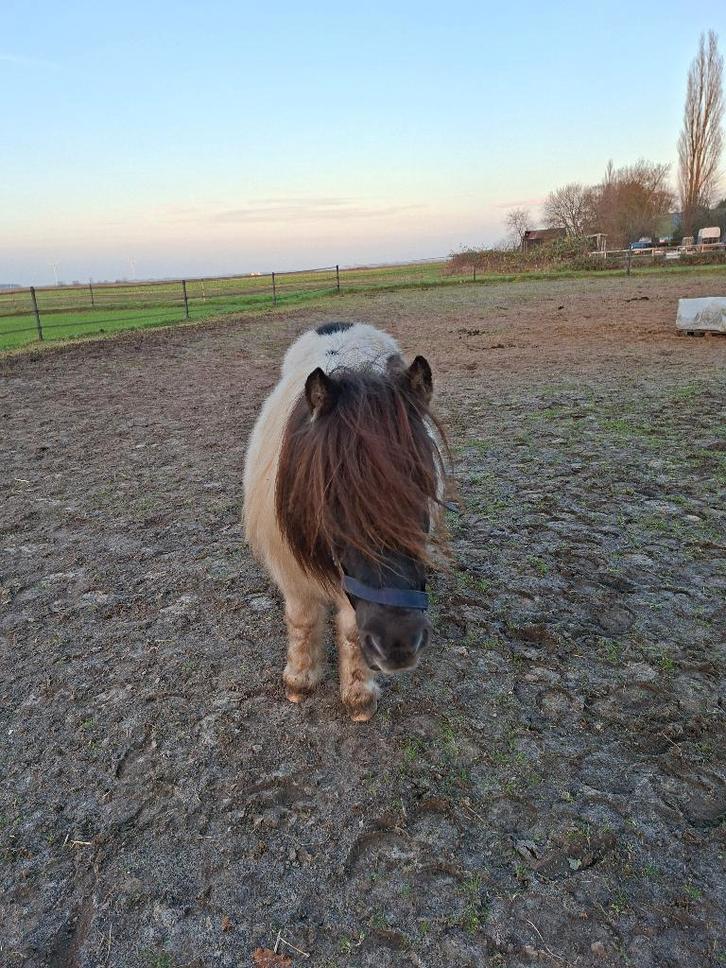 Shetlander en shetlander kruising hengstveulen te koop, Dieren en Toebehoren, Pony's, Meerdere dieren, Niet van toepassing, A pony (tot 1.17m)