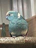 Blauwe kakariki pop, Vrouwelijk, Parkiet, Geringd