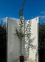 Crataegus laevigata 'Paul's Scarlet' 🌿🌺 (rode meidoorn), Ophalen, Volle zon, Overige soorten