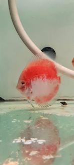 Discus koi calico en red calico discussen, Dieren en Toebehoren, Vissen | Aquariumvissen, Zoetwatervis, Schoolvis, Vis