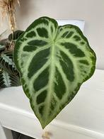 Anthurium silver blush hybride, Ophalen of Verzenden, Overige soorten, Minder dan 100 cm