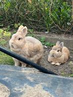 Prachtige konijntjes, Dieren en Toebehoren, Konijnen, Mannelijk, Dwerg, 0 tot 2 jaar