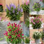 mini vlinderstruiken (Buddleja free Petite), Ophalen, Zomer
