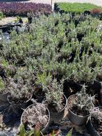 lavendel, Tuin en Terras, Volle zon, Vaste plant, Zomer, Ophalen
