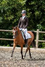 Grote C pony Welsh, Dieren en Toebehoren, Pony's, Merrie, Gechipt, 11 jaar of ouder, Recreatiepony