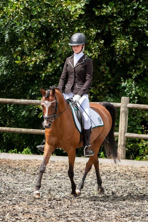 Grote C pony Welsh, Dieren en Toebehoren, Pony's, Merrie, L, C pony (1.27m tot 1.37m), Recreatiepony, 11 jaar of ouder, Met stamboom