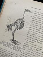 De natuurlijke historie / ca. 1870, Antiek en Kunst, Antiek | Boeken en Bijbels, Ophalen of Verzenden