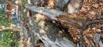 Haardhout, brandhout, Douglas, 3 tot 6 m³, Ophalen, Overige houtsoorten, Stammen