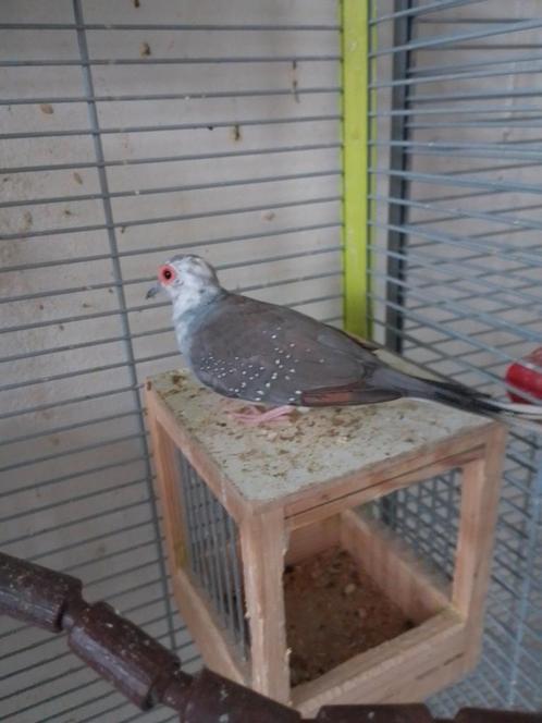 Koppel en 2 losse mannelijke diamantduifjes, Dieren en Toebehoren, Vogels | Duiven, Overige soorten, Meerdere dieren