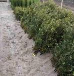 Carpinus betulus haag / erfafscheiding, Tuin en Terras, Planten | Bomen, Ophalen, Volle zon, Overige soorten