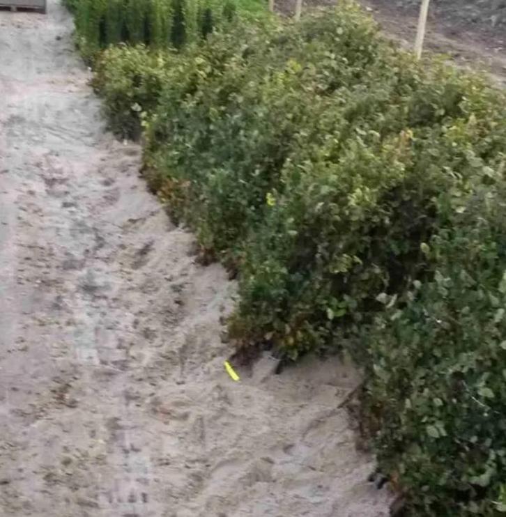 Carpinus betulus haag / erfafscheiding, Tuin en Terras, Planten | Bomen, Overige soorten, Volle zon, Ophalen