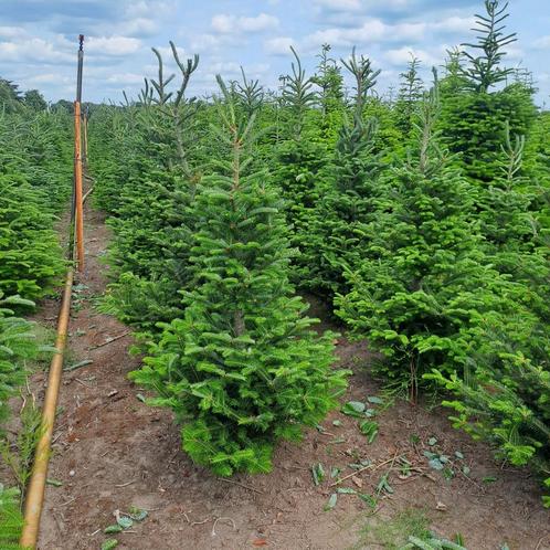 Frazeri kerstbomen  met kluit, Tuin en Terras, Planten | Bomen, Overige soorten, Volle zon, Ophalen