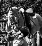 STALLING GEZOCHT ‼️, Dieren en Toebehoren, Stalling en Weidegang, Stalling