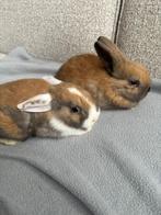 Baby konijntjes, Dieren en Toebehoren, Konijnen, Vrouwelijk, Middelgroot, Hangoor, 0 tot 2 jaar