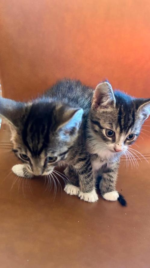 Kittens, Dieren en Toebehoren, Katten en Kittens | Overige Katten