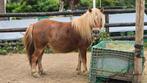 Super lieve eigenwijze shetlander ruin., Dieren en Toebehoren, Pony's, Ruin, A pony (tot 1.17m), 3 tot 6 jaar, Gechipt