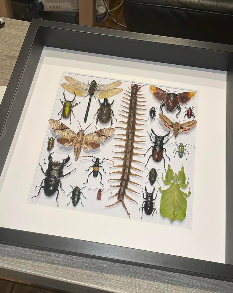 Insecten collage €175, Dieren en Toebehoren, Insecten en Spinnen, Overige soorten