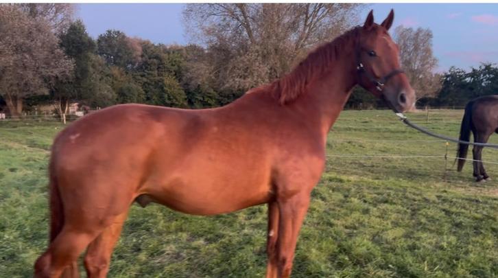 3 jarige ruin v. Lantanas, Dieren en Toebehoren, Paarden, Ruin, Onbeleerd, 170 tot 175 cm, 3 tot 6 jaar, Dressuurpaard, Met stamboom