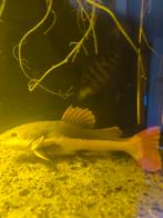 Roodstaart meerval, Dieren en Toebehoren, Vissen | Aquariumvissen, Vis, Zoetwatervis