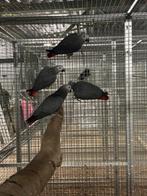 1-3 Grijze roodstaarten, Meerdere dieren, Parkiet