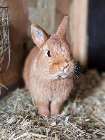 Kleurdwerg voedster  beschikbaar voor biedingen