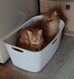 Dit leuke Duo is zondag 5 oktober  papa & mama geworden., Dieren en Toebehoren, Katten en Kittens | Raskatten | Korthaar