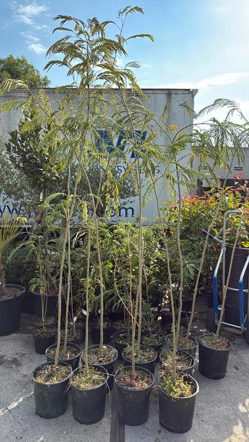 Slaap bomen Albizia stam 2 dan blad jonge planten 19,95 pst beschikbaar voor biedingen