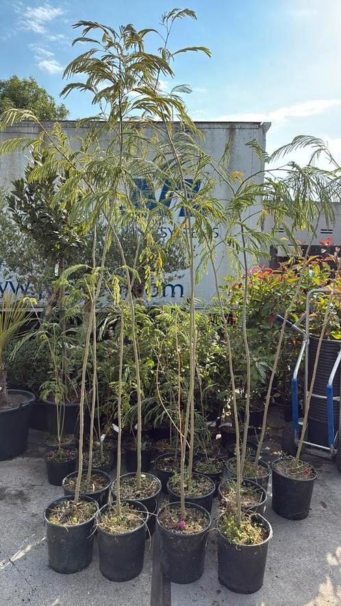 Slaap bomen Albizia stam 2 dan blad jonge planten 19,95 pst, Tuin en Terras, Planten | Tuinplanten, Ophalen