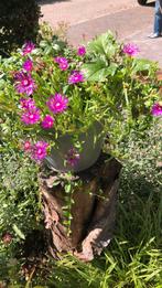 Zinken emmer met 4 soorten planten, Ophalen, Zomer, Overige soorten, Volle zon