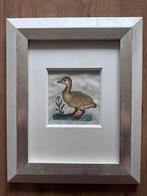 Gravure eend 18e eeuw, Ophalen