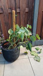 Buitenpot van Capi Europe (eventueel met plant: Monstera), Tuin en Terras, Bloembakken en Plantenbakken, Ophalen, Tuin, Kunststof