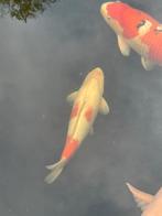 Kohaku van momotaro zie advertentie, Dieren en Toebehoren, Karper of Koi