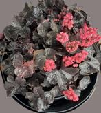 Heuchera black forest, Vaste plant, Halfschaduw, Zomer, Ophalen