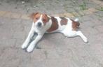 Boerenfoxje, Rabiës (hondsdolheid), 15 weken tot 1 jaar, Reu, Eén hond