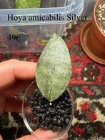 Hoya amicabillis silver, Huis en Inrichting, Kamerplanten, Ophalen of Verzenden, Overige soorten, Halfschaduw, Minder dan 100 cm