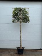 Prunus lusitanica ‘Angustifolia’ | Leiboom | 180cm stam, Tuin en Terras, Planten | Bomen, Ophalen, In pot, Leiboom, 100 tot 250 cm
