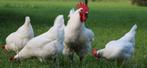 Poule de bresse broedeieren gezocht, Dieren en Toebehoren, Pluimvee, Geslacht onbekend, Kip
