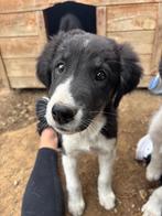 Maak kennis met Esco, Dieren en Toebehoren, Honden | Niet-rashonden, Particulier, Rabiës (hondsdolheid), 15 weken tot 1 jaar, Reu